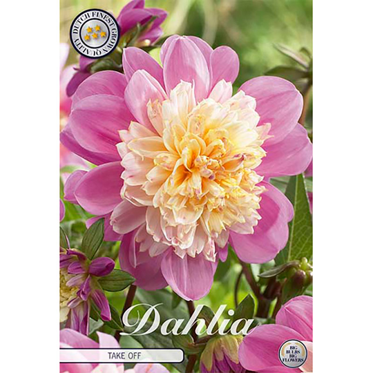 Anemondahlia 'Take Off'