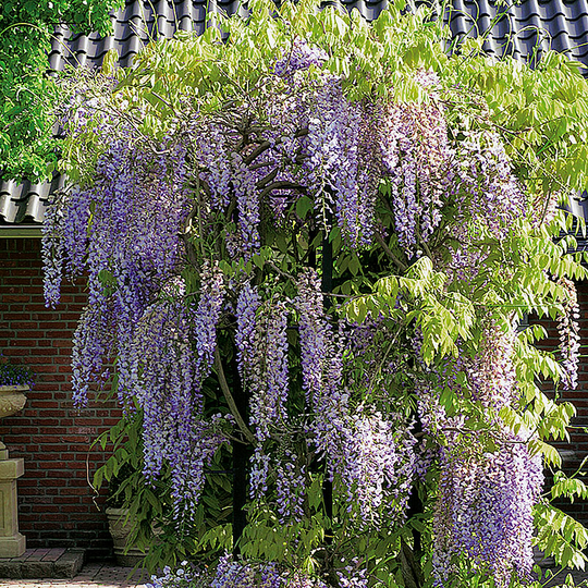 Blåregn sinensis