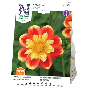Vårlök Nelson Garden Halskråsdahlia Pooh Hög