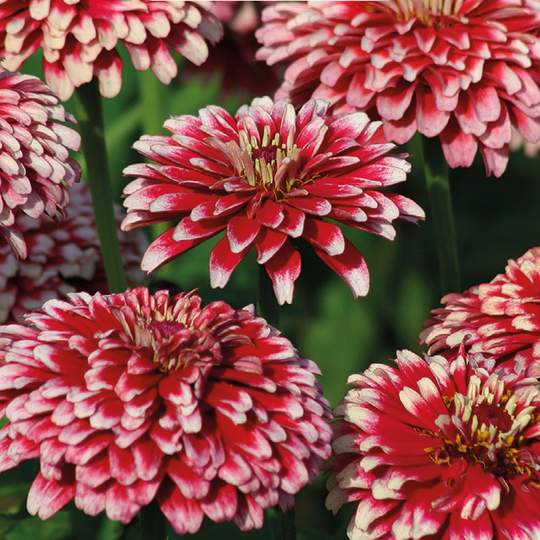 Zinnia 'Mazurkia'