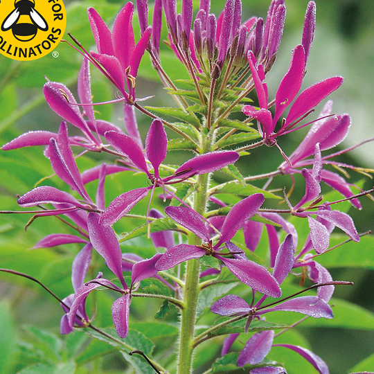 Paradisblomster 'Violet Queen'
