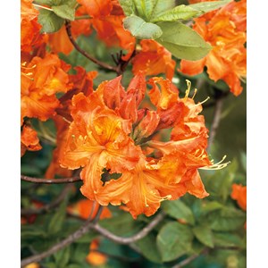 Azalea 'Knaphill Gibraltar' 5-pack