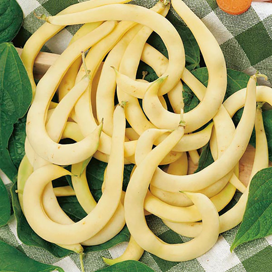 Vaxböna 'Anellino Giallo'