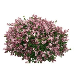 Dvärgsyren 100-120 cm