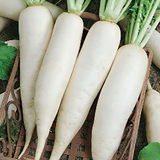 Daikon 'Japana'