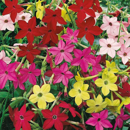 Blomstertobak 'Sensation'