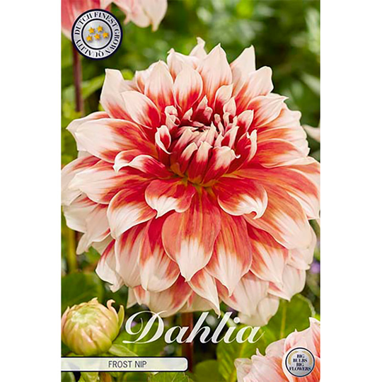 Kaktusdahlia 'Frost Nip'