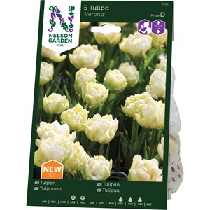 Höstlök Nelson Garden Tidig Fylld Tulpan Verona Gul