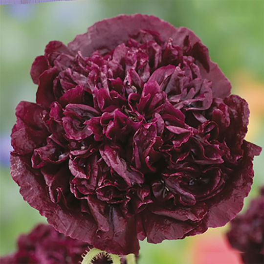 Pionvallmo 'Black Beauty'