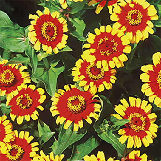Zinnia 'Sombrero'
