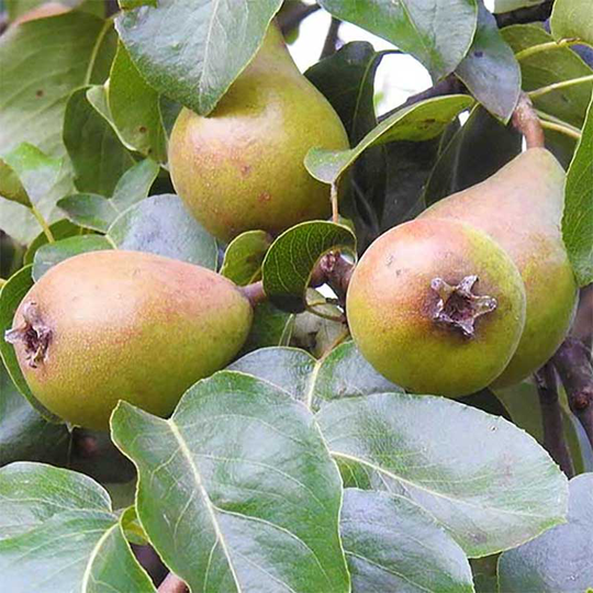 Ympris päron 'Gråpäron'