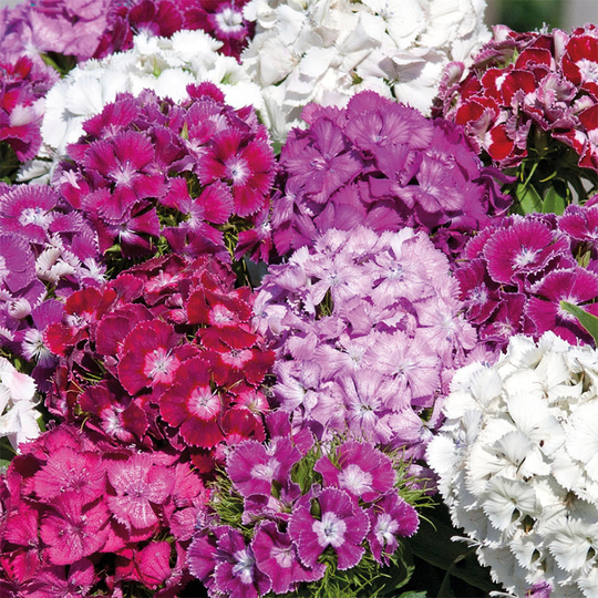 Borstnejlika 'Hollandia Mixed'