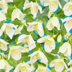 Klematis Cirrhosa 'Jingle Bells' 3-pack