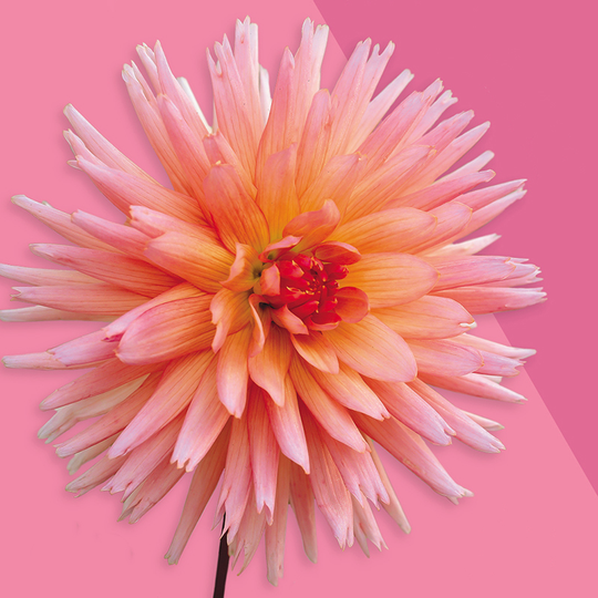 Kaktusdahlia 'Preference'