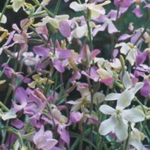 Lövkoja 'Starlight Scentsation'