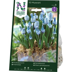 Höstlök Nelson Garden Dvärghyacint Blå/Vit