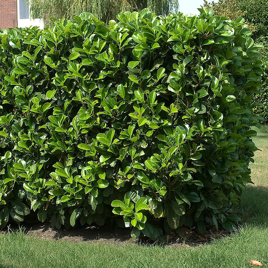 Lagerhägg 'Etna' ('Anbri')