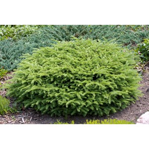 Fågelbogran 'Nidiformis', 25-30 cm 1-pack