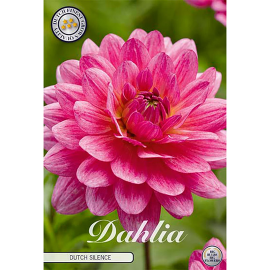 Dekorativdahlia 'Dutch Silence'