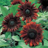 Solros 'Black Magic' F1