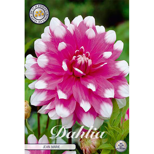Dekorativdahlia 'Jean Marie'