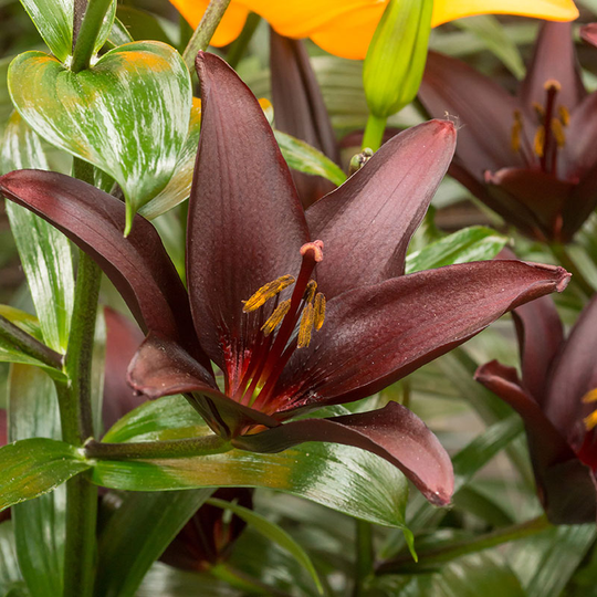 Asiatlilja ’Landini’