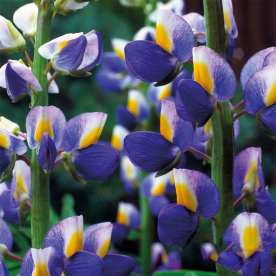 Doftlupin 'Blue Javelin'
