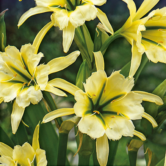 Spindellilja 'Sulphur Queen'
