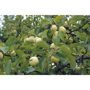 Äpple 'Glasäpple' CO