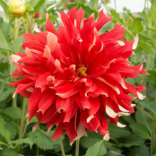 Dekorativdahlia 'Nick sr.'