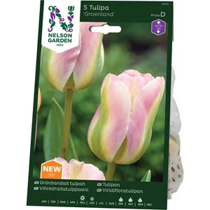 Höstlök Nelson Garden Grönbandad Tulpan Groenland Rosa/Grön