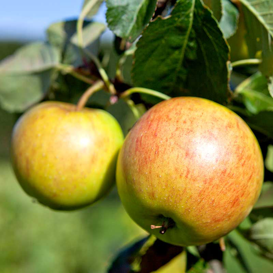 Äpple 'Filippa'