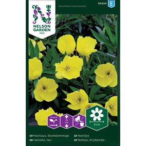 Fröer Nelson Garden Nattljus Storblommigt- Gul
