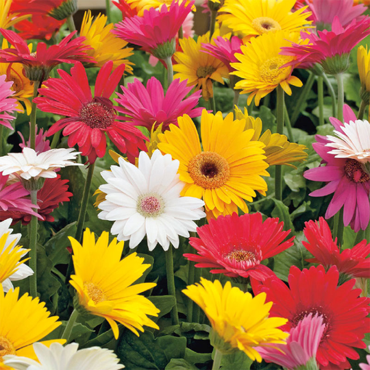 Gerbera 'California Giants'