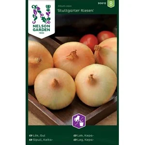 Fröer Nelson Garden Gul lök Stuttgarter Riesen
