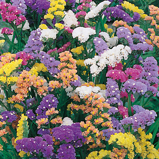 Risp 'Art Shades', mix