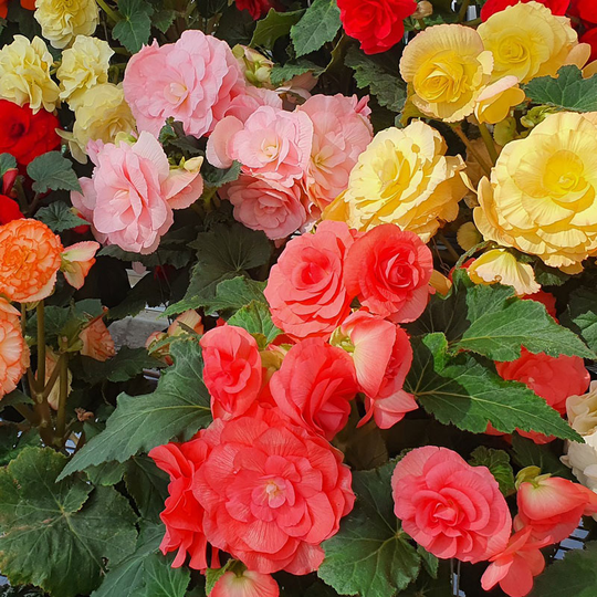 Knölbegonia 'Nonstop Mix' F1