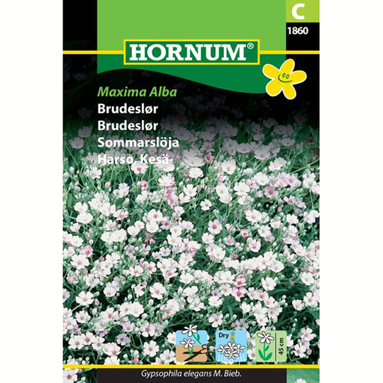 Sommarslöja 'Maxima Alba'
