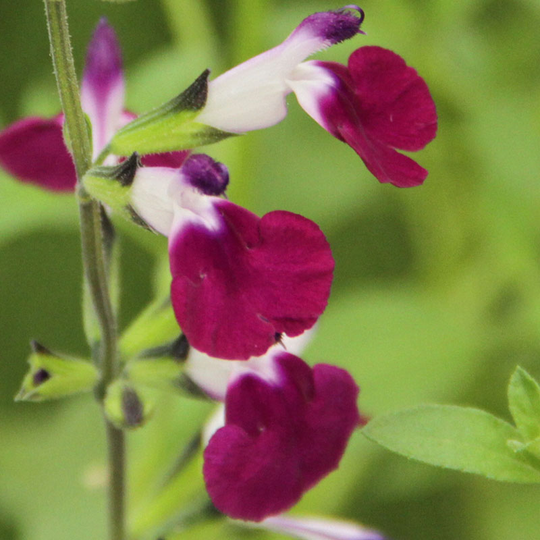 Salvia 'Amethyst Lips', 3-pack