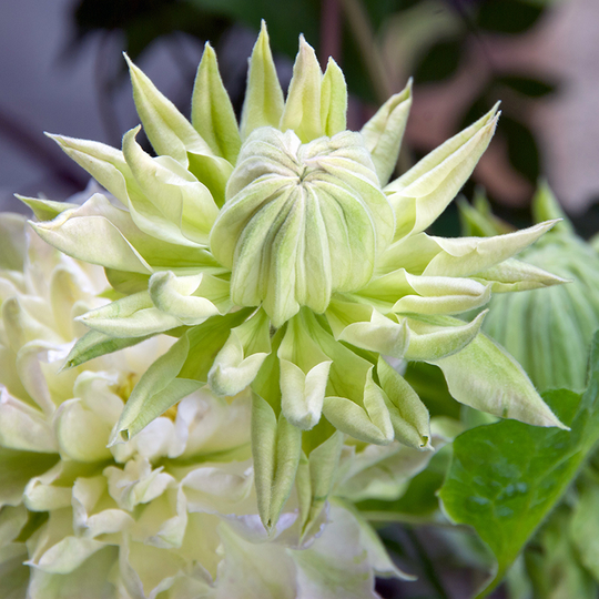 Klematis 'Midori'