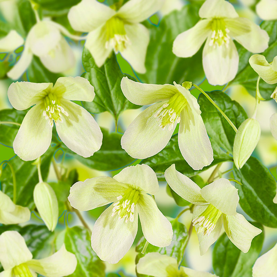 Klematis 'Wisley Cream'