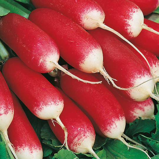 Rädisa 'Patricia', ekologisk
