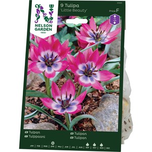 Tulpan Nelson Garden Little Beauty