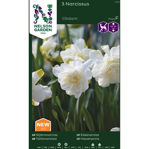 Höstlök Nelson Garden Stjärnnarciss Obdam