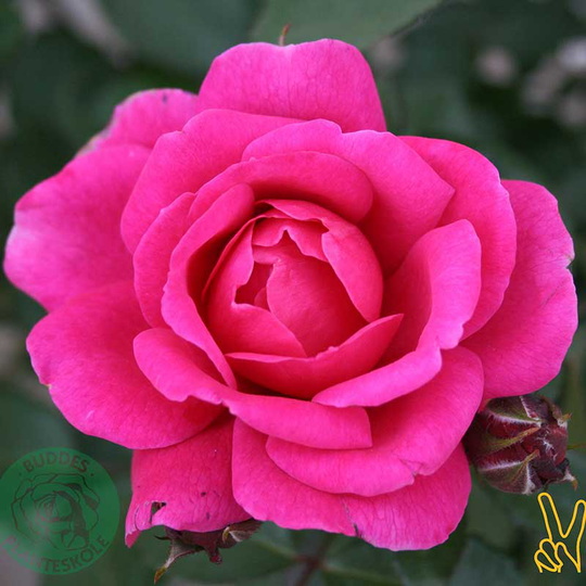 Floribundaros 'Kim Wall'
