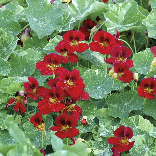 Indiankrasse 'Red Troika'