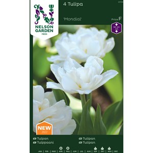 Höstlök Nelson Garden Tulpan Mondial Vit
