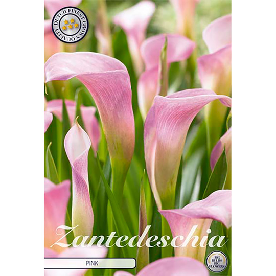 Prickkalla 'Light Pink'