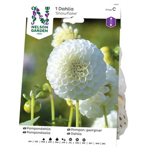 Vårlök Nelson Garden Pompondahlia Snowflake Hög, Vit