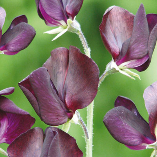 Luktärt 'Almost Black'